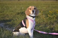 /album/kto-potrebuje-pomoc/a12141810-912801502127651-653804522491485464-n-jpg/